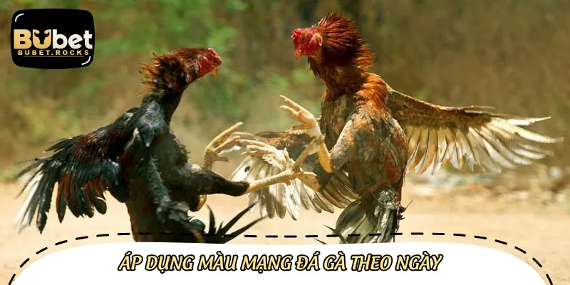 Áp dụng đúng màu mạng đá gà trong thực chiến đem lại tỷ lệ thắng cao