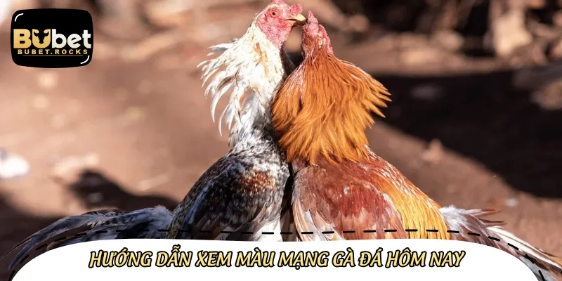 Cần nắm rõ hướng dẫn chi tiết cách xem màu mạng gà đá hôm nay