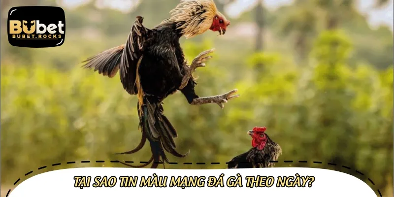 Nhiều người tin vào màu mạng gà đá theo ngày để tìm kiếm may mắn